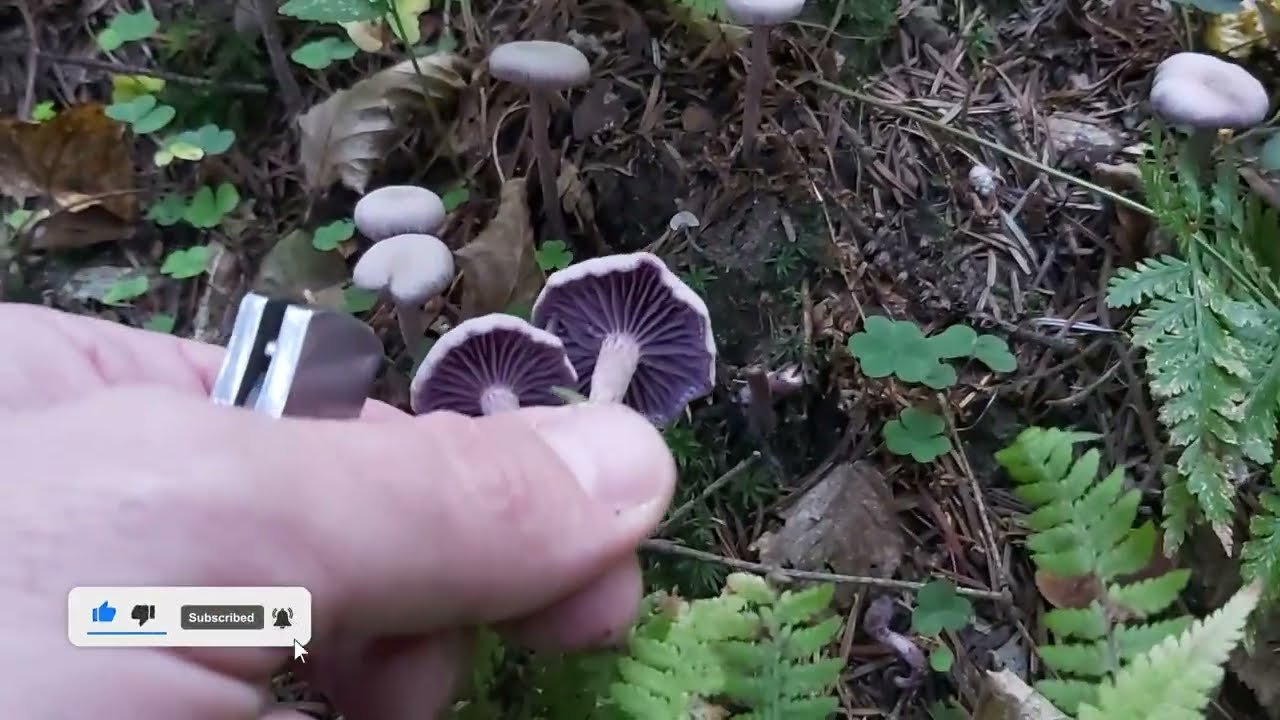 Lak&oacute;wka ametystowa (Laccaria amethystina) jadalna czy nie?