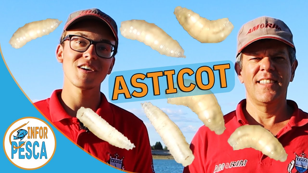 Asticot - como preparar, usar e conservar