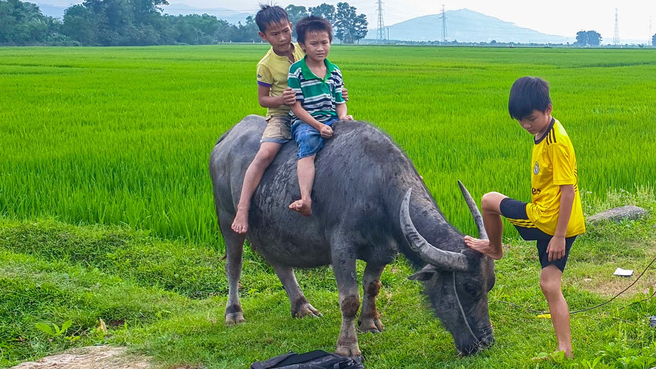 gọi tr&acirc;u ra đồng - con tr&acirc;u - tr&acirc;u ơi - b&agrave;i h&aacute;t gọi tr&acirc;u - nhạc con tr&acirc;u