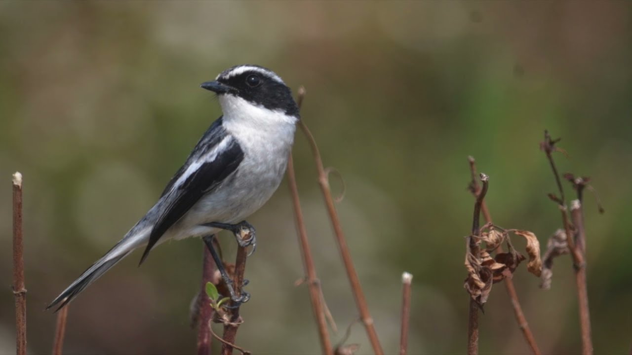 BIRDS Lover 4