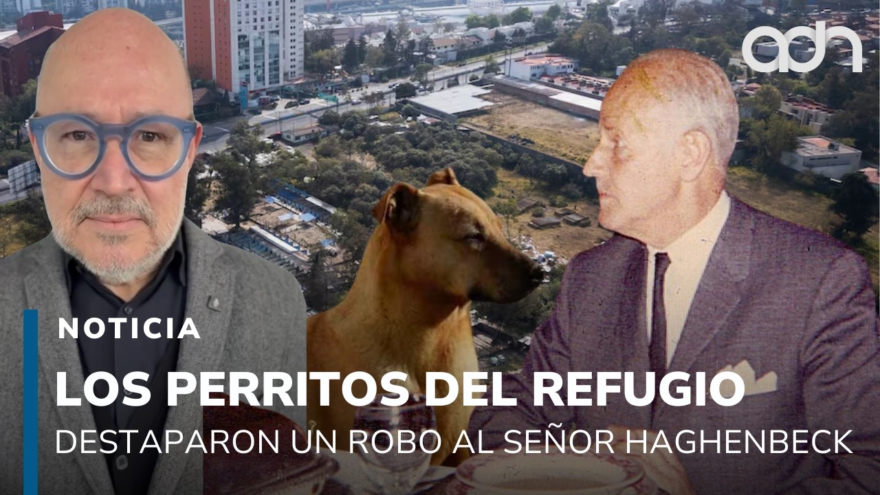 Los perritos del albergue Franciscano destaparon el robo al patrimonio de Don Antonio Haghenbeck
