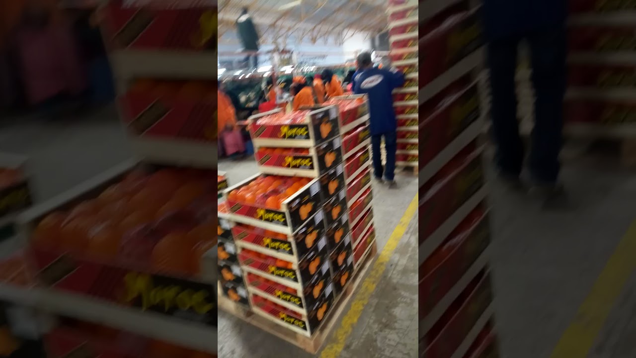 agadir conditionnement orange