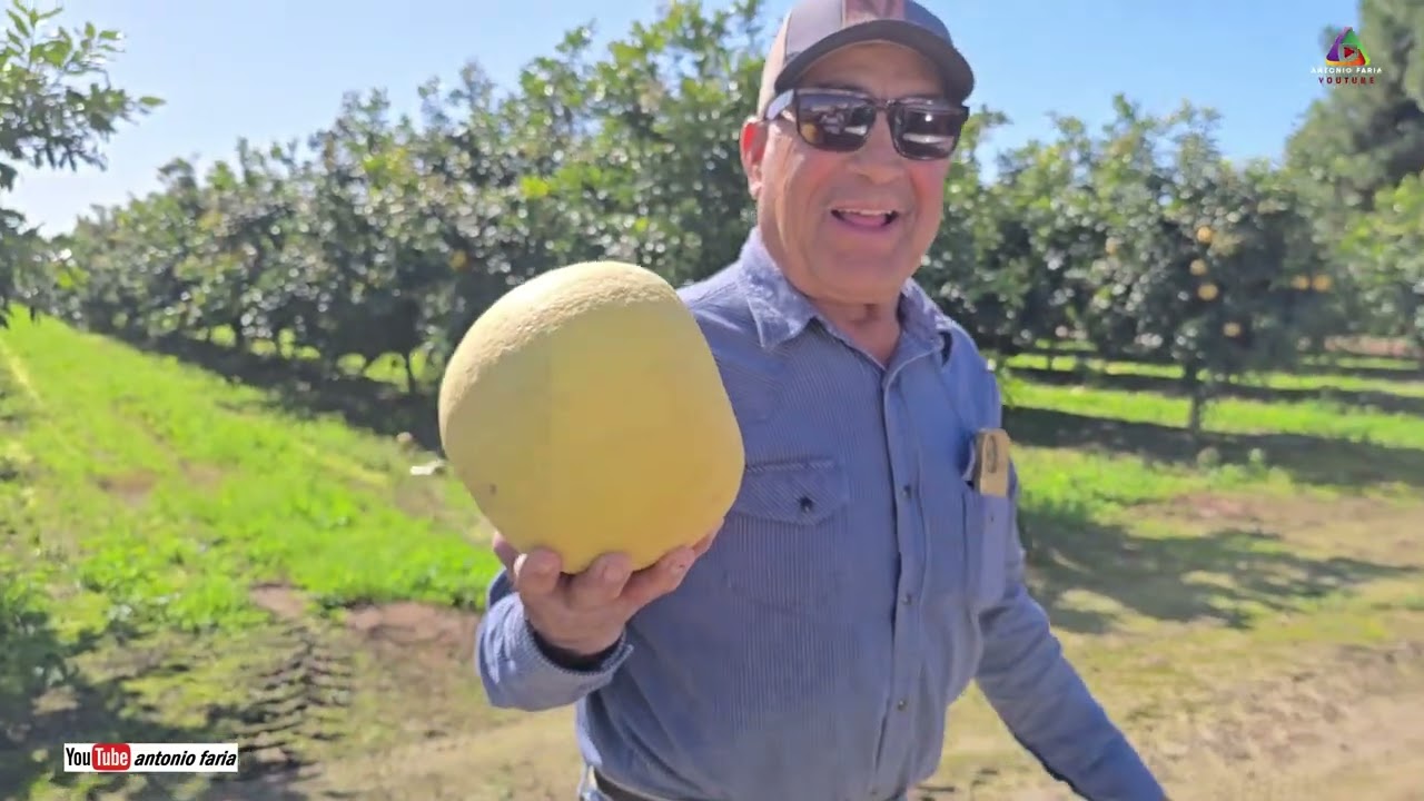 Kilometros de Laranjeiras em Tulare Fevereiro 2026 Califórnia