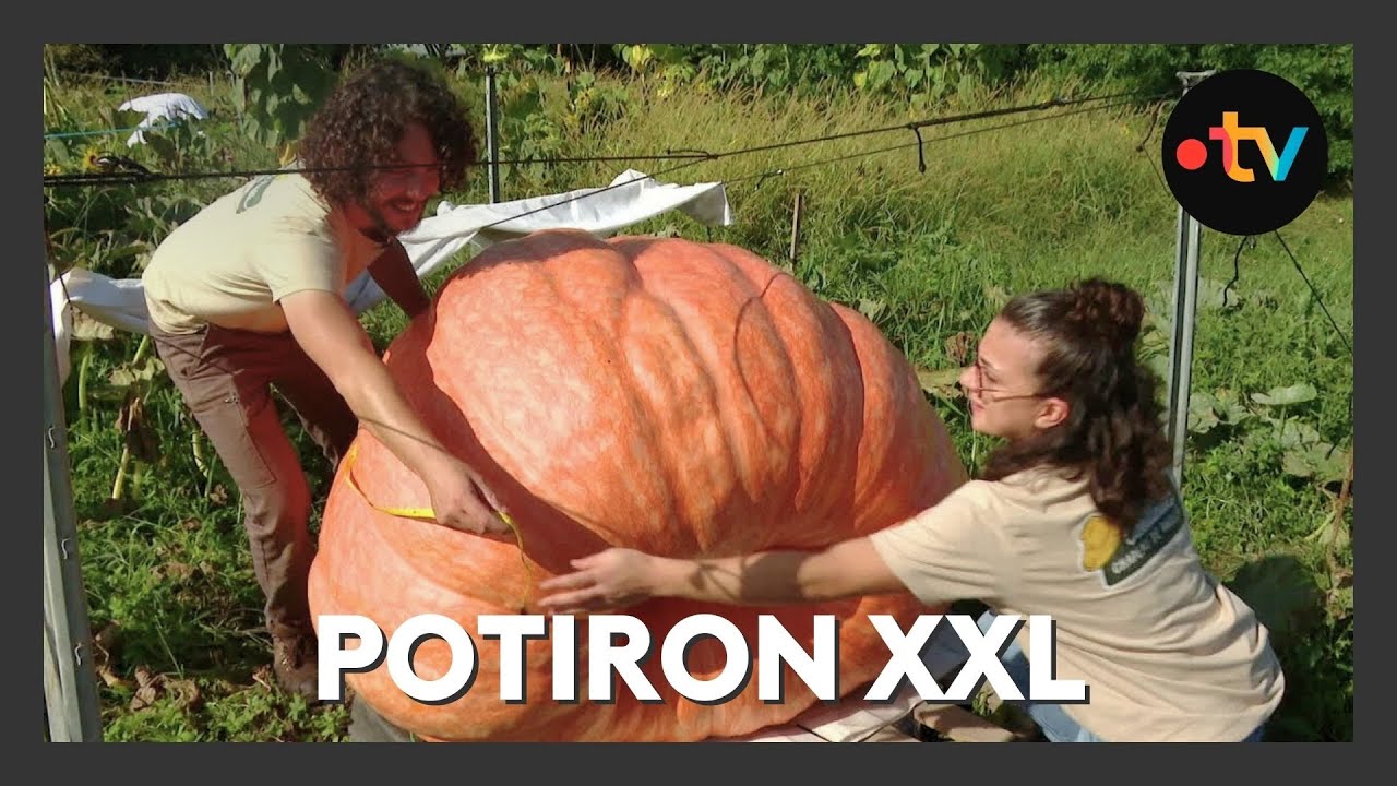 Un potiron XXL &agrave; Pau : Tout est pr&ecirc;t pour le Concours national des fruits et l&eacute;gumes g&eacute;ants