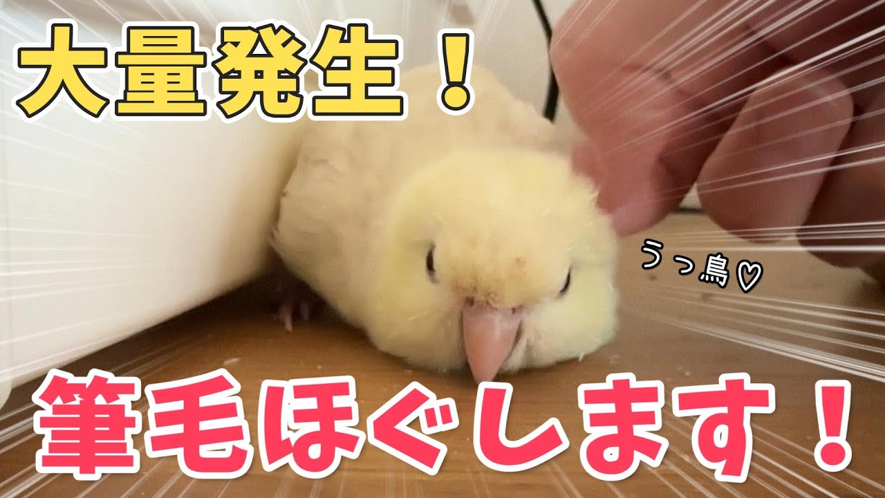 ツクツクが大量だったのでとことんほぐしてフワフワにしました！！【筆毛】【サザナミインコ】