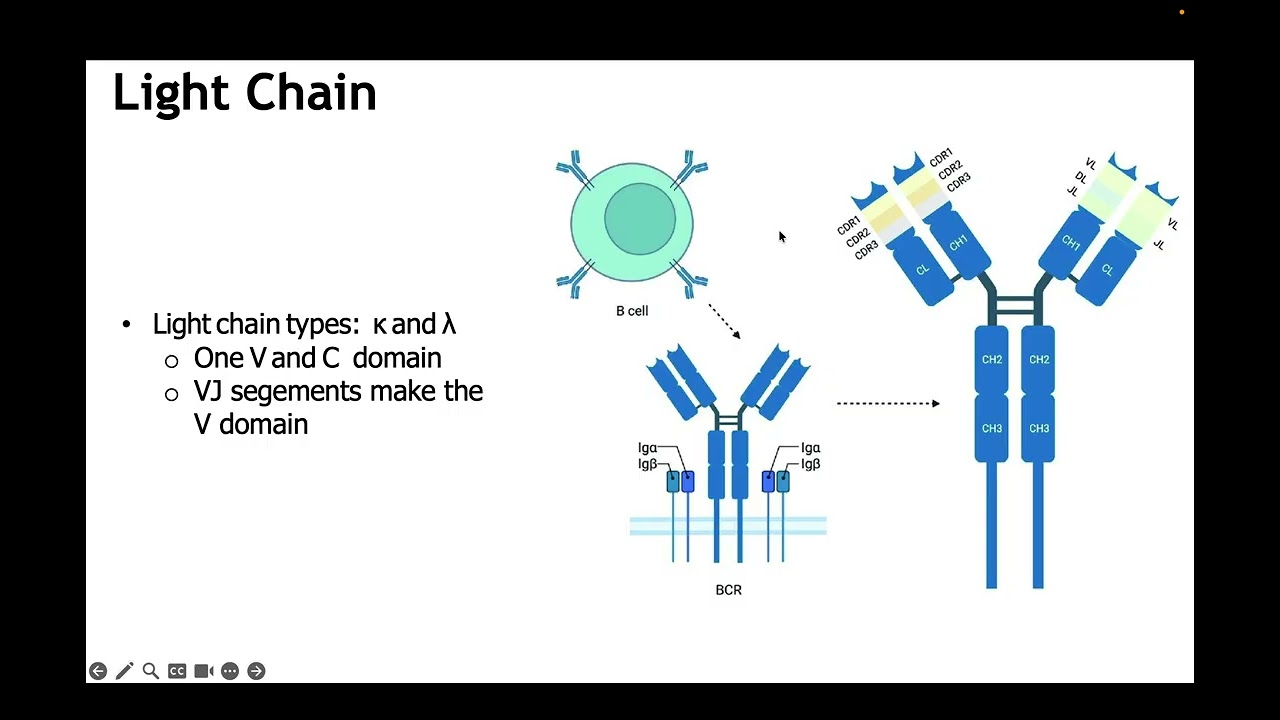 B cell development