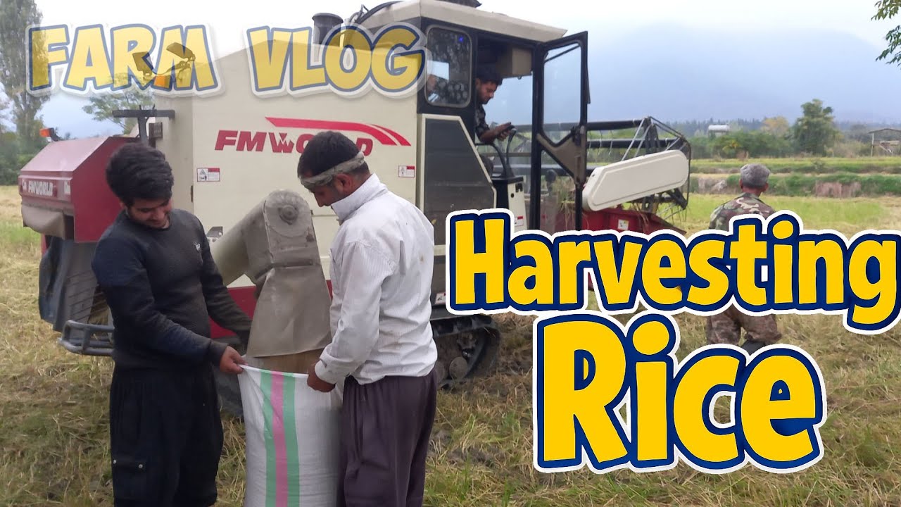 #FarmVlog | Continuing the Rice Harvest with Combine, Pickup Truck & Family Teamwork