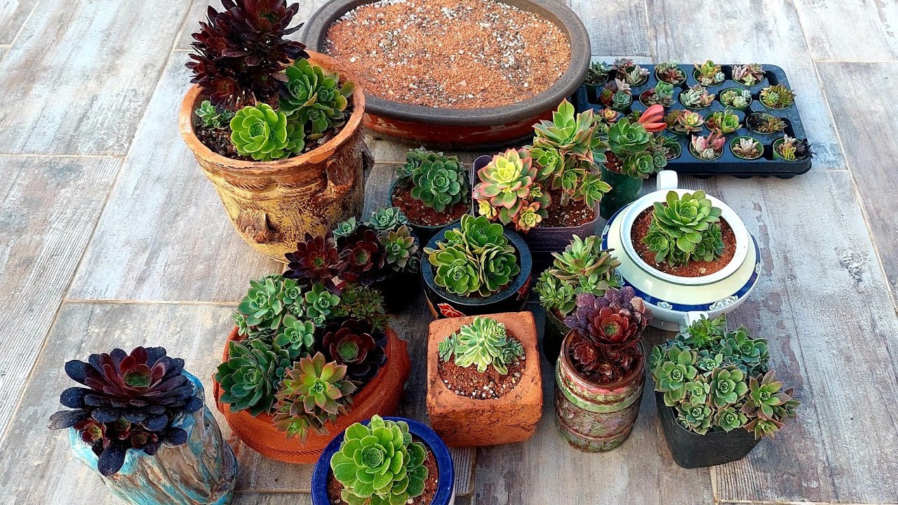 Aeonium lar, Evde Üreterek Para Kazanmak, Çiçek Açınca Ölen Tür, Üretim, Tüm Detaylar, Çelik Kesmek