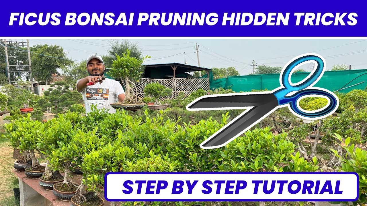 फ़िकस बोनसाई प्रुनिंग की ये  तकनीक आप  नहीं  जानते ! 😱✂️ Ficus Bonsai Pruning Hidden Techniques 🪴