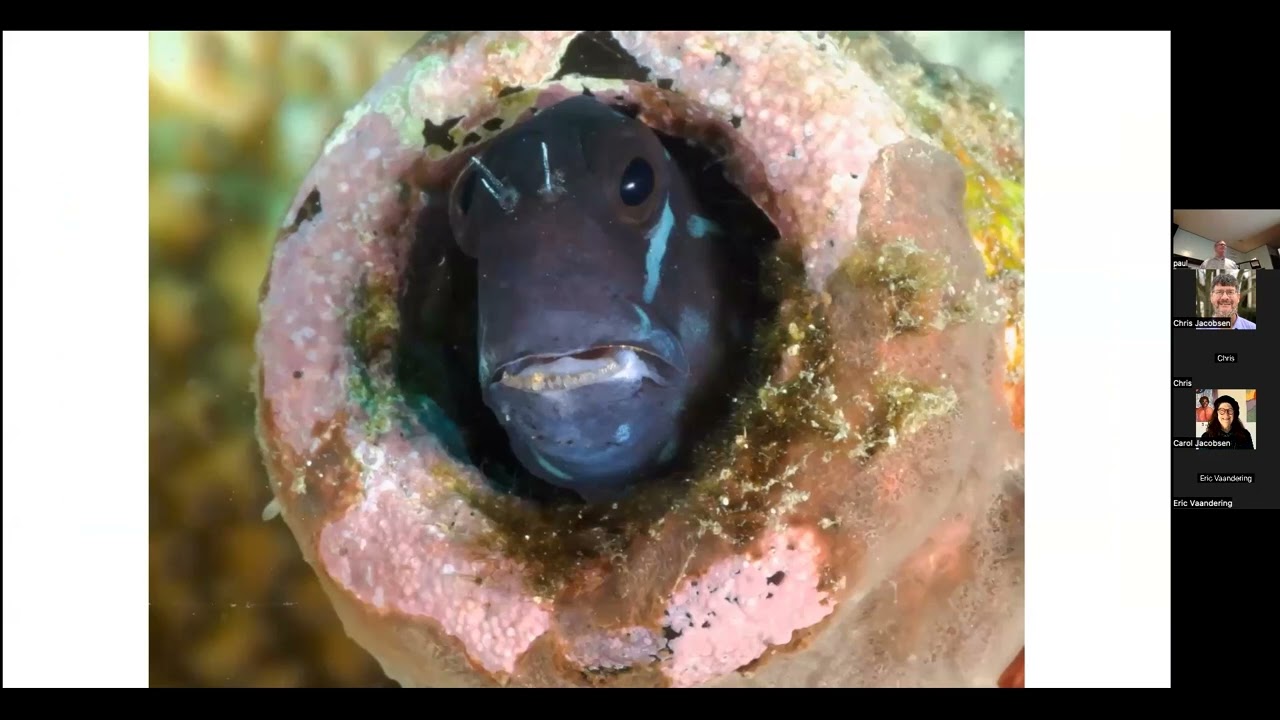 Lembeh Strait - May 2023