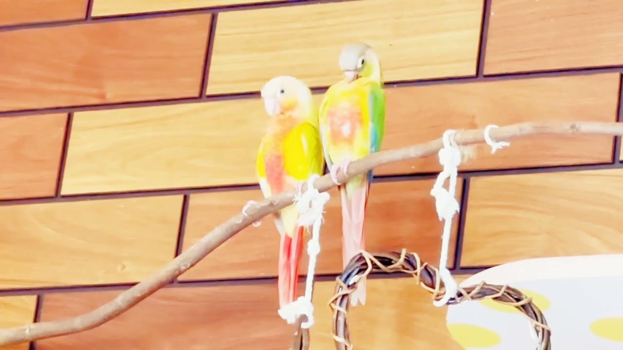 ウロコインコのはぐたん&めたりん♪並んで毛繕い♪