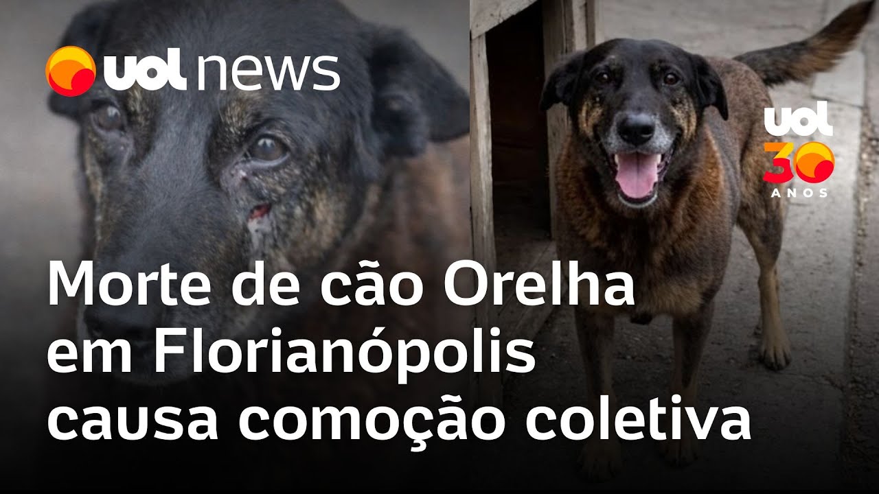 Morte de cão Orelha é 'absolutamente inaceitável', diz diretor da Associação de Moradores