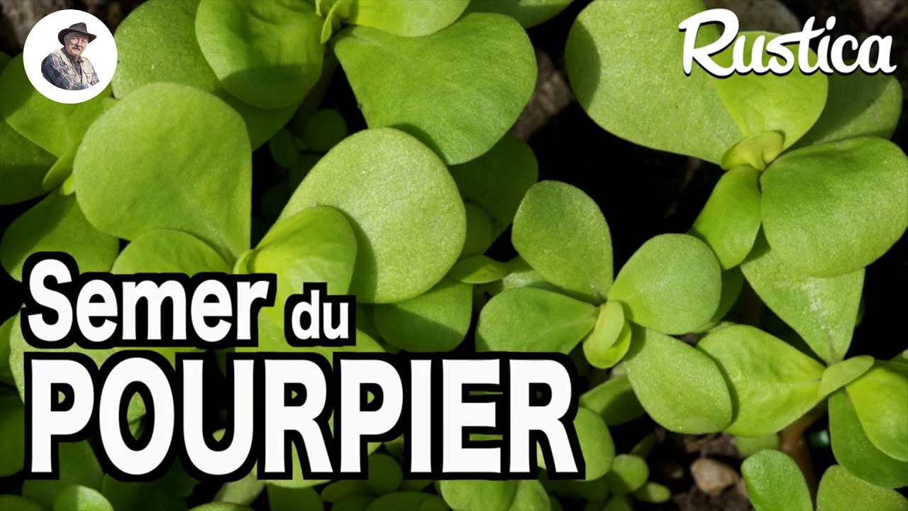 Semer du pourpier doré