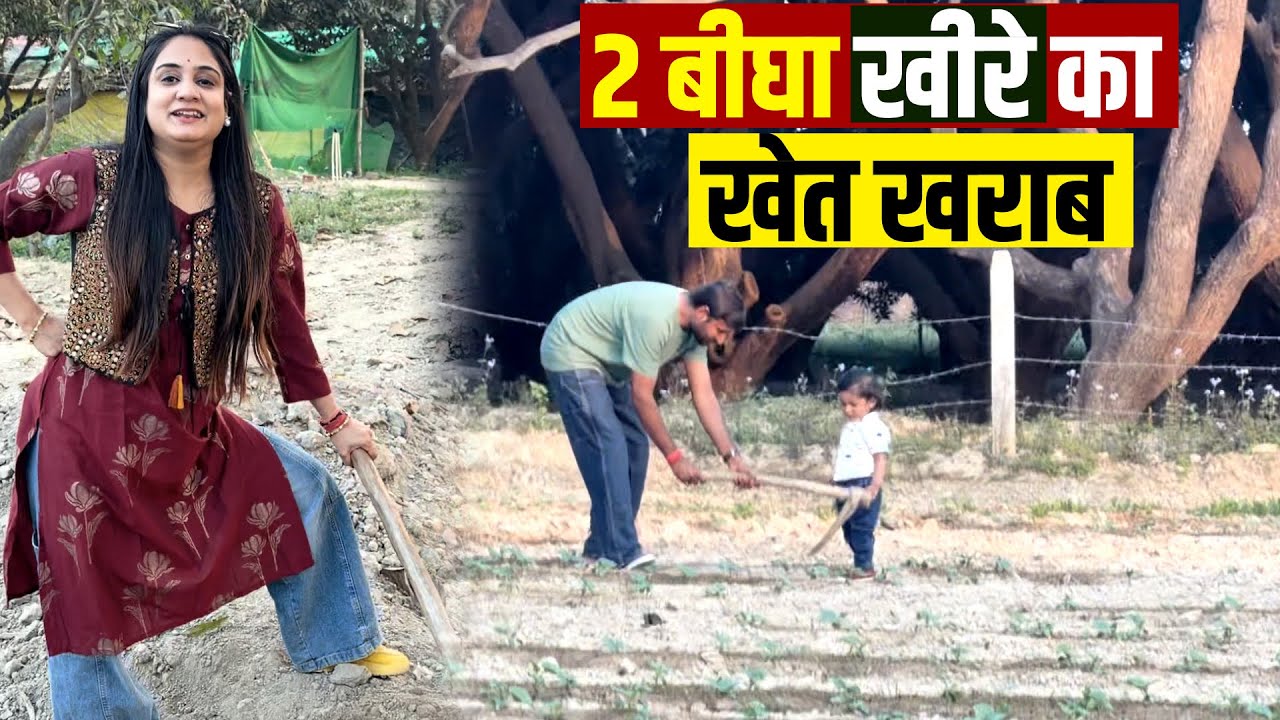2 बीघा खीरे का खेत खराब....Pragya Mishra Vlogs