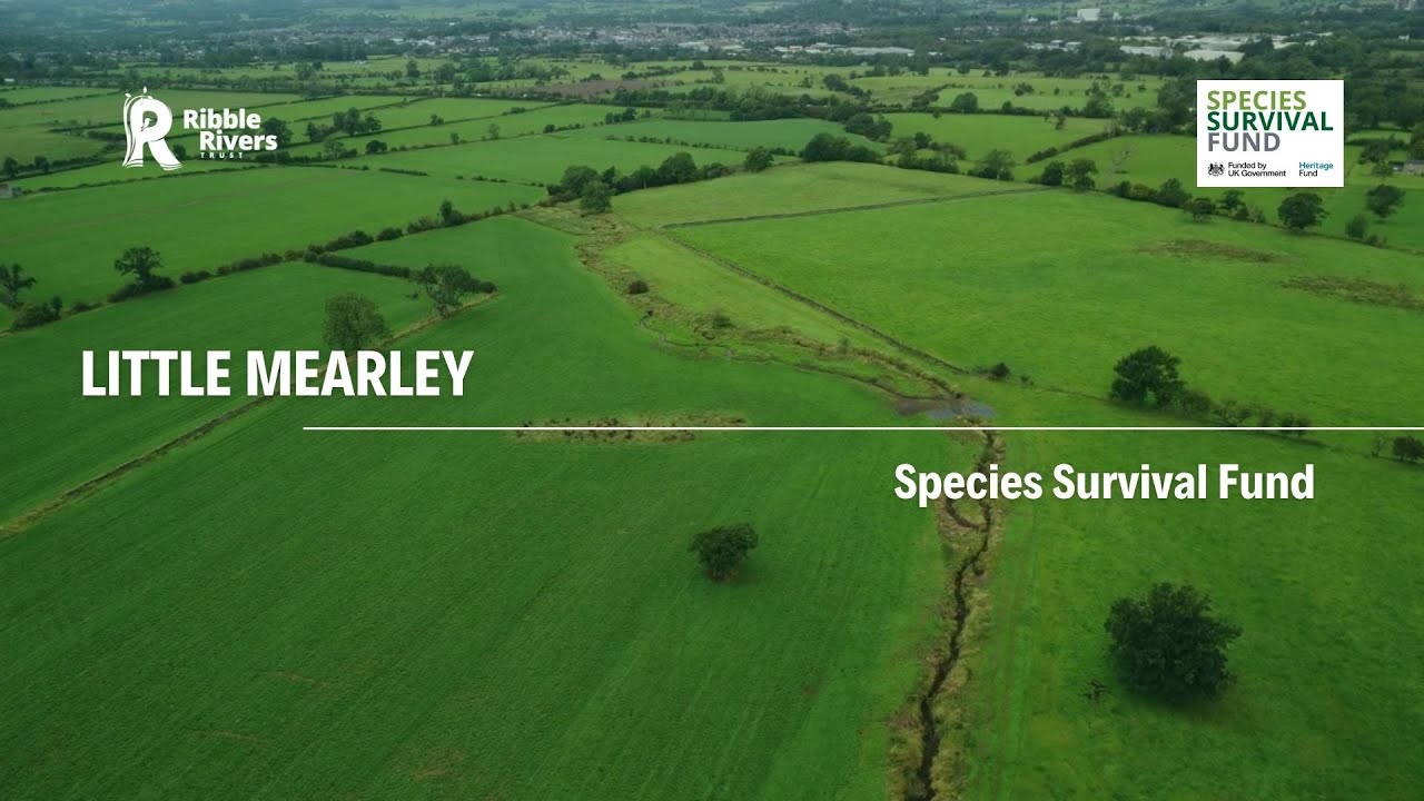Little Mearley