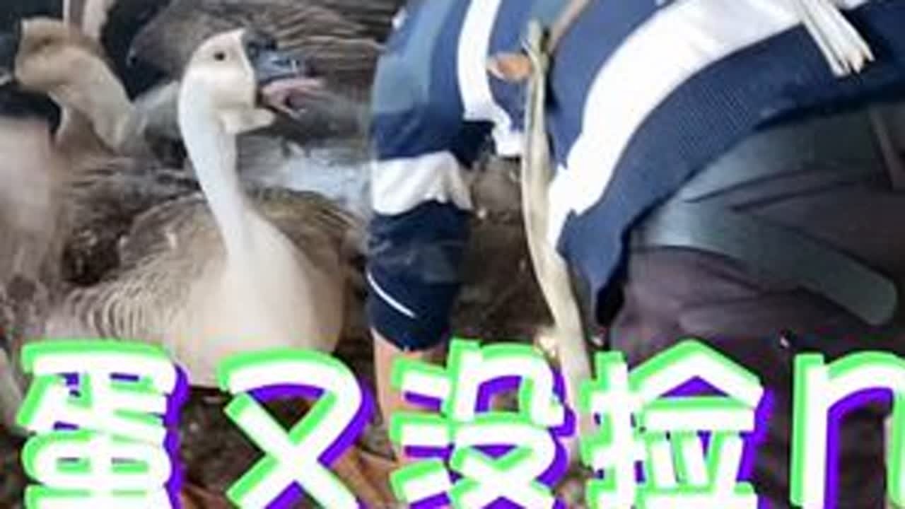 老宋今天捡蛋，蛋又没捡几个，被鹅咬得青一块紫一块