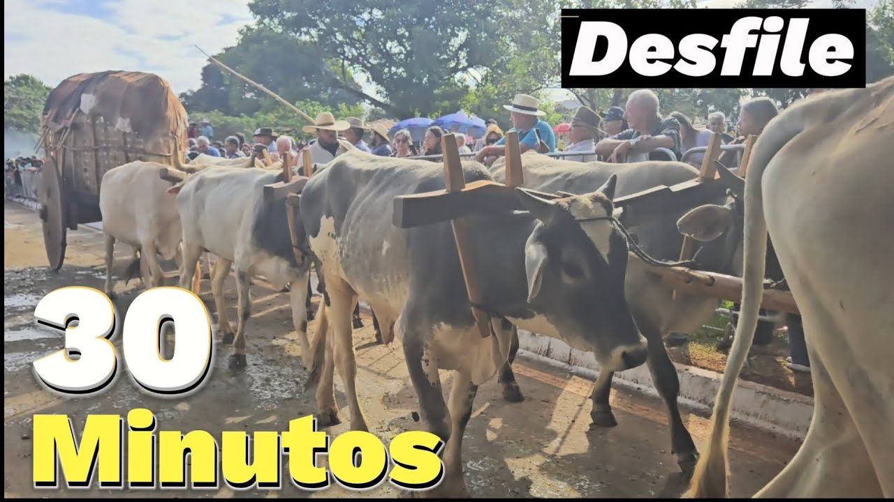 Desfile dos CARROS DE BOI EM TRINDADE GOIÁS 2024 | Completo