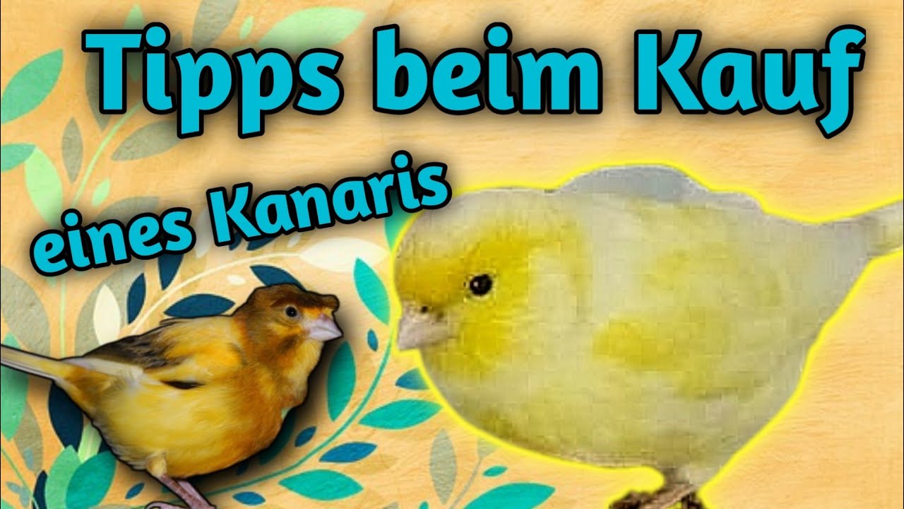 WICHTIGE Überlegungen vor der Anschaffung deiner Kanarienvögel [Gesundheit, Geschlecht...]