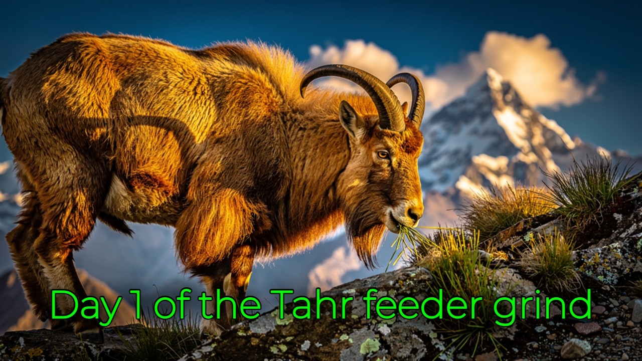 🔴Day 1 of the Tahr feeder grind 🔴