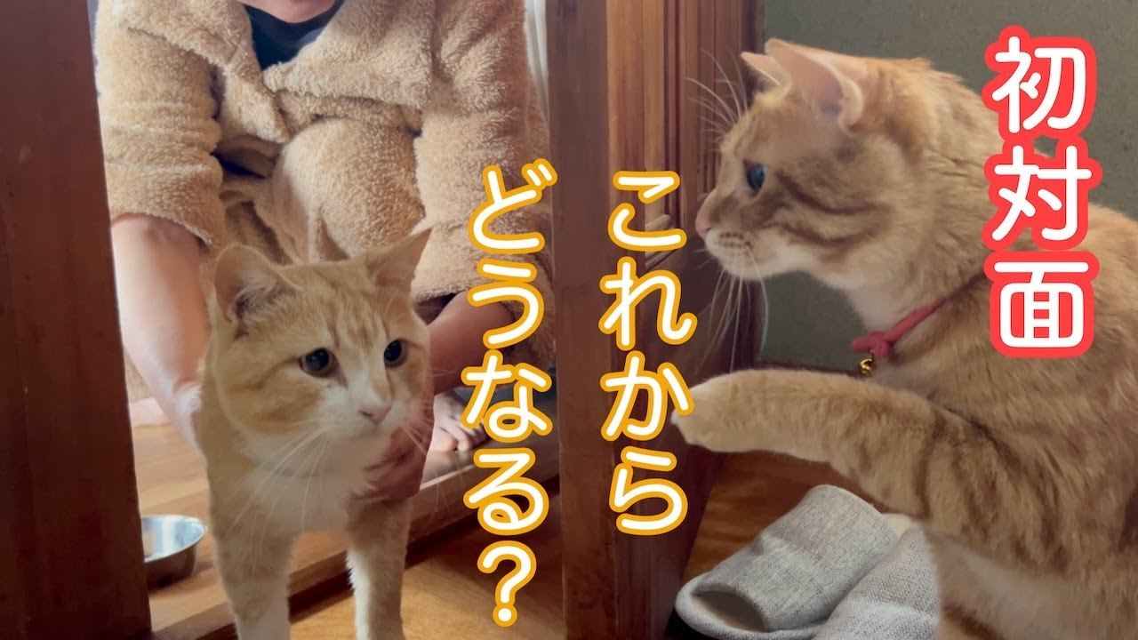 ２匹の相性は？先住猫と初対面、はじめてのお風呂、新しい名前、去勢手術を終えて