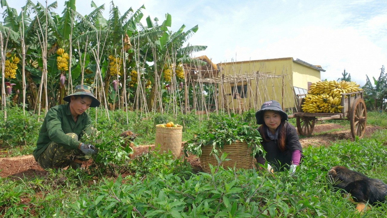 Harvest Wild Vegetables, Banana With My Brother To Sell At The Market – Peaceful Life On The Farm