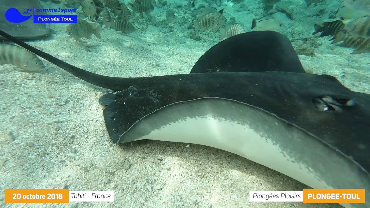14 C1S PLONGEE TOUL 20181020 TAHITI