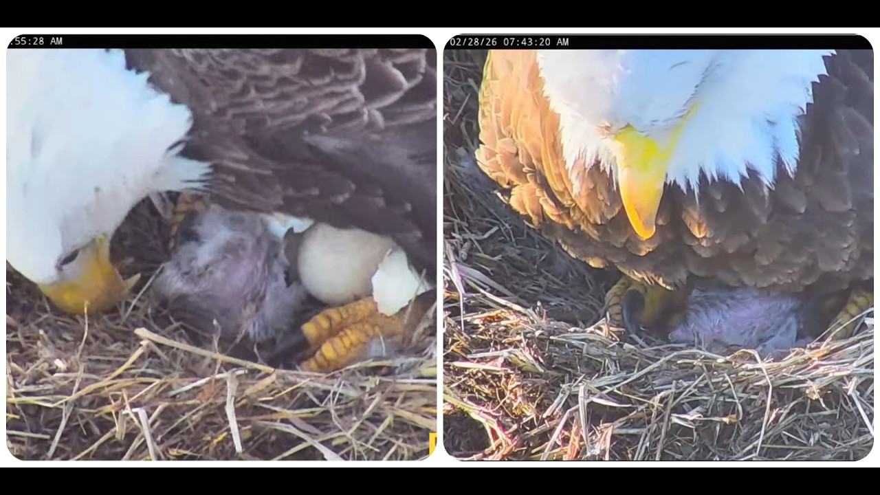 Welcome to the world JC 26 🥳🐣 27.02. -28.02.2026 ETSU Eagle Cameras Johnson City Cam 1 / Cam 3