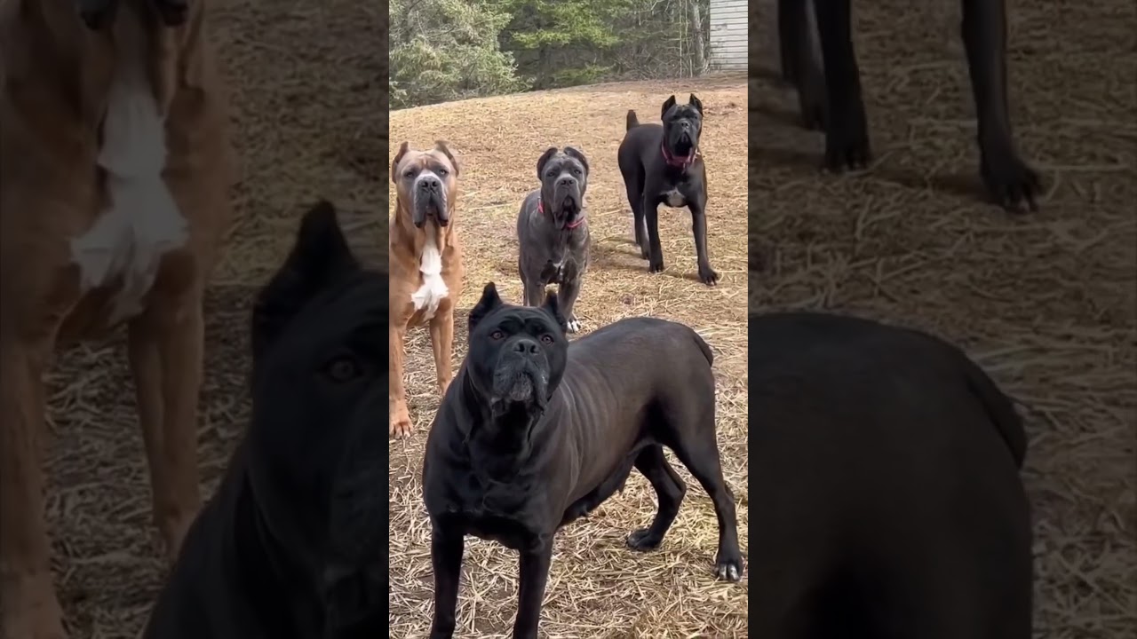 BU HOLATDA NMA HAM QILSA BOLADI