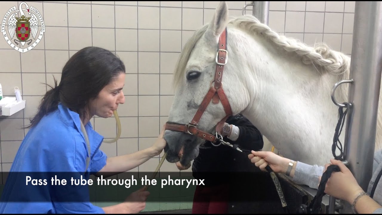 Nasogastric tube placement in the horse