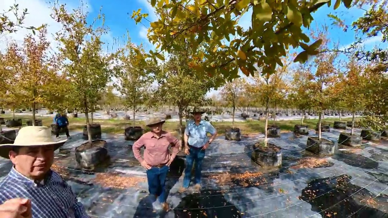 Encino Memelito o Mexican Blue Oak Quercus laceyi