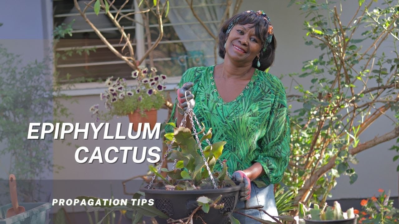 How to Propagate And Re-pot The Epiphyllum Plant | The Orchid Cactus