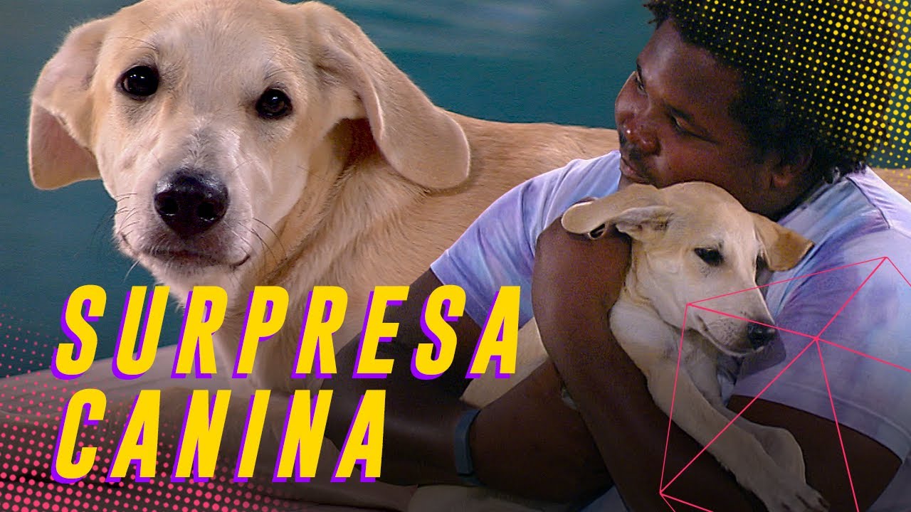 BBB PET! OS CACHORROS INVADIRAM O BBB E A CASA AMOU! | BIG BROTHER BRASIL