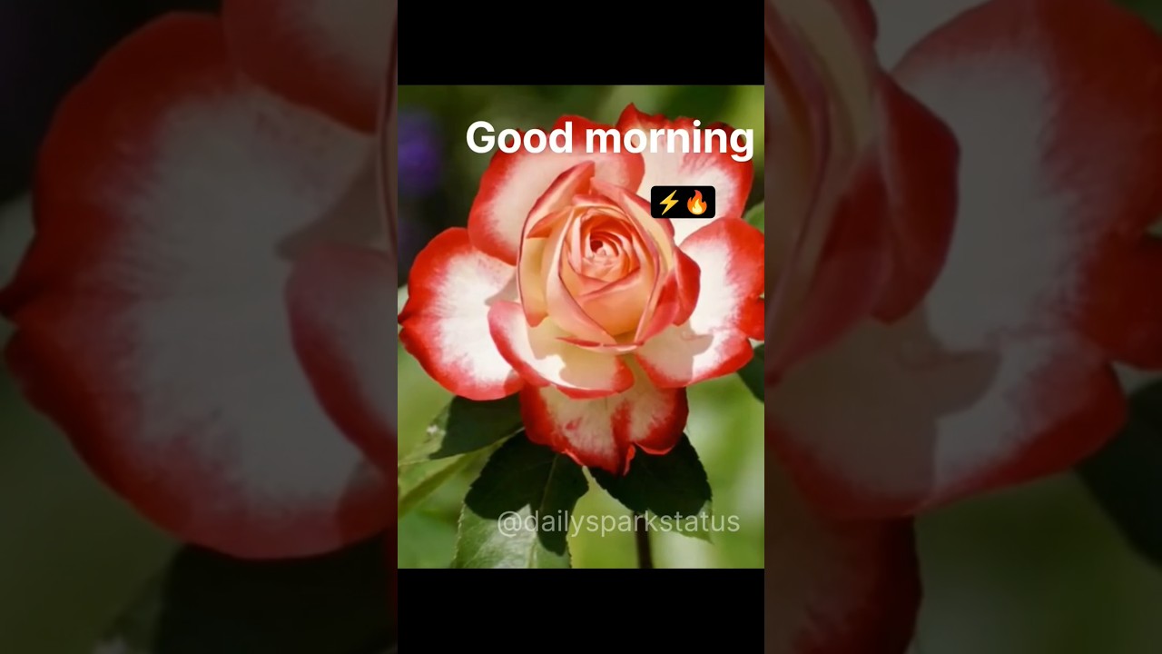 🌄morning wishes | good morning quotes #goodmorning #shortsvideo #riseandshine💥  #goodmorningstatus