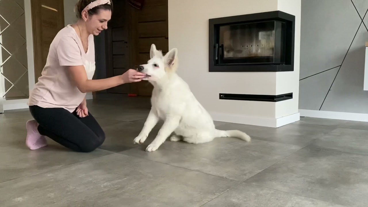 Owczarek Szwajcarski, Leon 4 miesiące - Pierwsze sztuczki || Leon 4 months Swiss Shepherd Dog Play