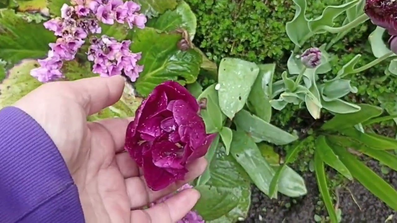 Обзор цветов 22.05.25 г