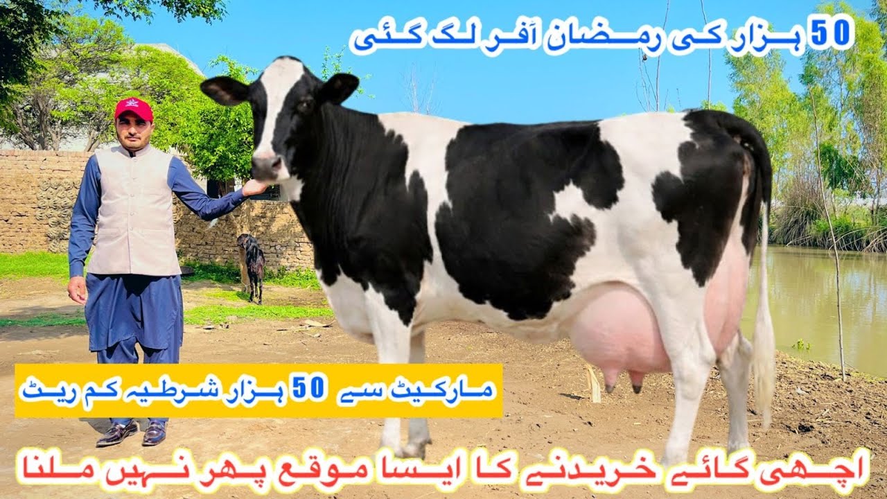 Al Hamd Dairy Farm | Top Class Pure Fresian Cows For Sale | Cholistani Fresian Cows | 12 March 2026