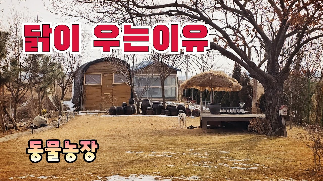  닭이 꼬끼오 우는이유? 동물농장, 시골정원,  강아지, 고양이 ,  시골정원 