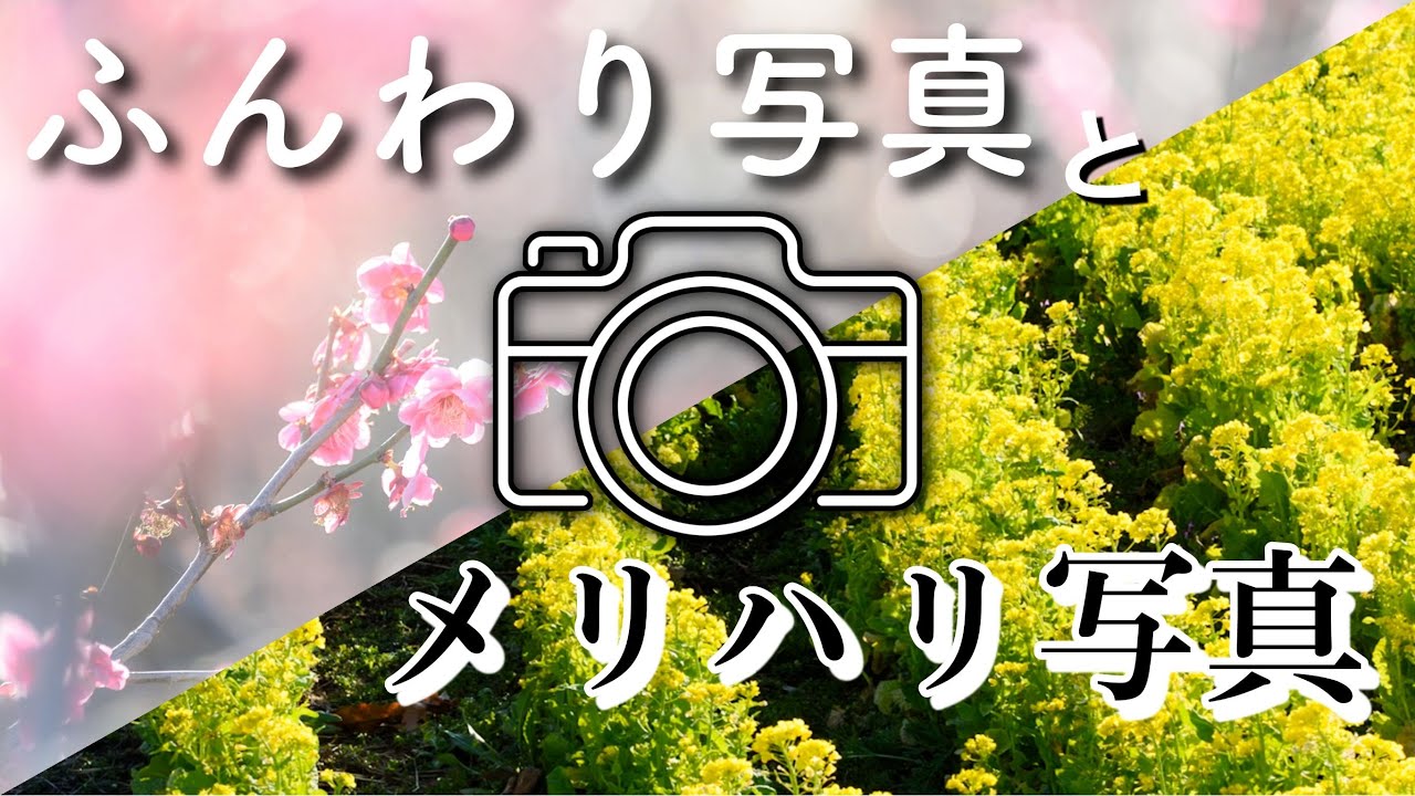 梅&菜の花！望遠レンズで撮影！雰囲気を変える写真の撮り方！