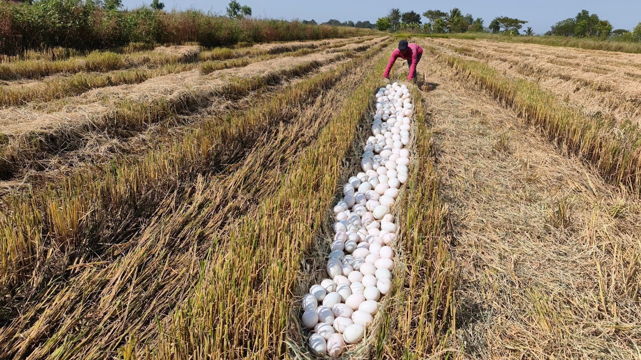 Wow Wow amazing- A farmer picks eggs after a recently harvested machine picks up a large number.