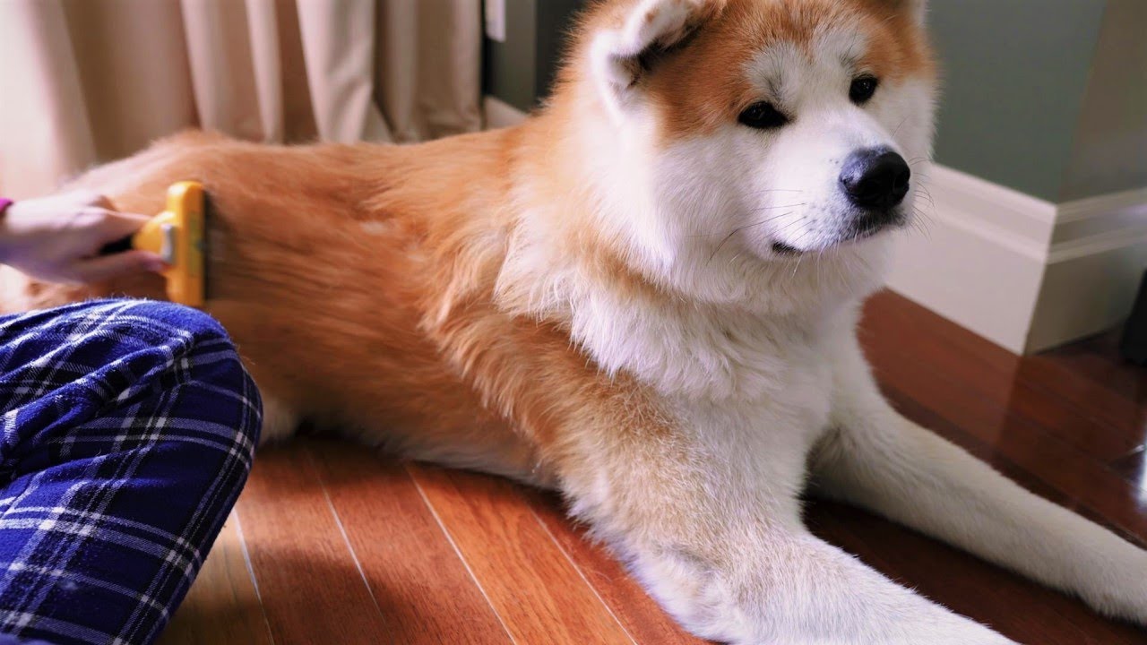Akita Inu - Brushing