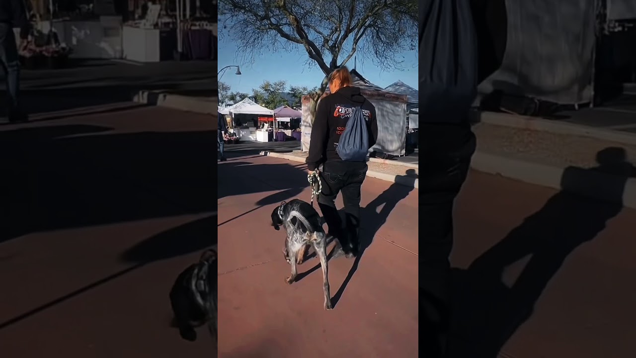 1 yo Bluetick Coonhound Grigio ~ Best Bluetick Coonhound Trainers ~ Off Leash K9 Training Phoenix