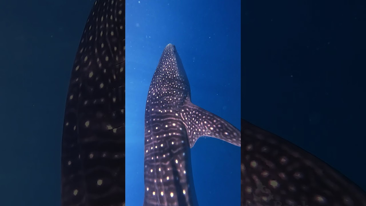 DIVE NOW - Work Later  