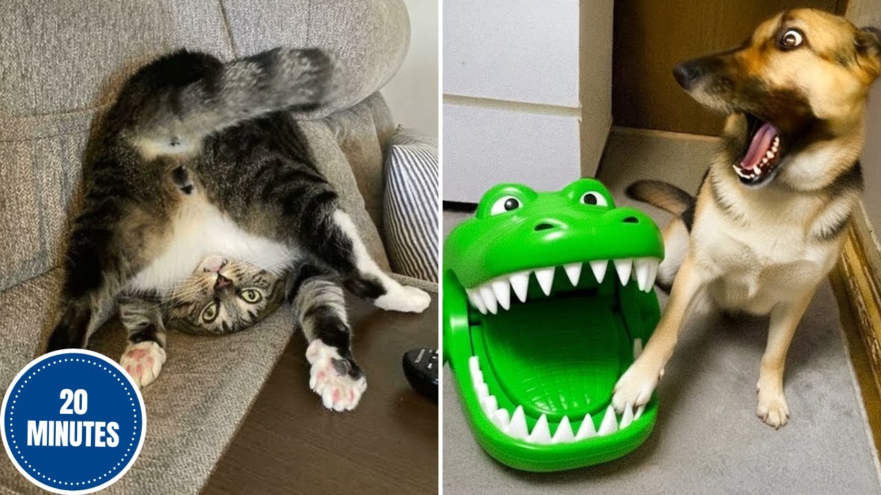 I Best Animal Videos That Will Make You Cry Laughing 😂🐶 Funniest Pets of 2026!