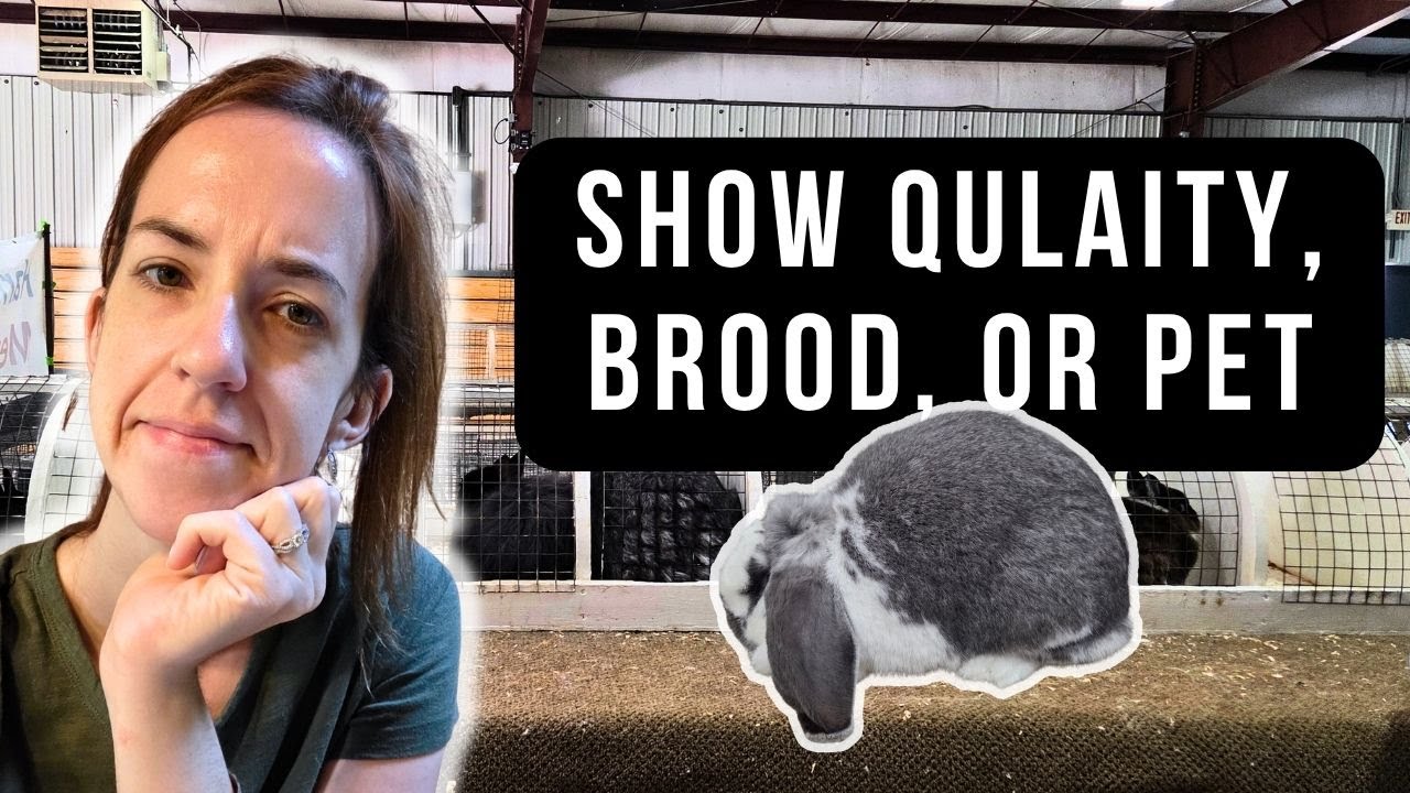 Rabbit Show Quality vs Pet Quality — How to Know the Difference