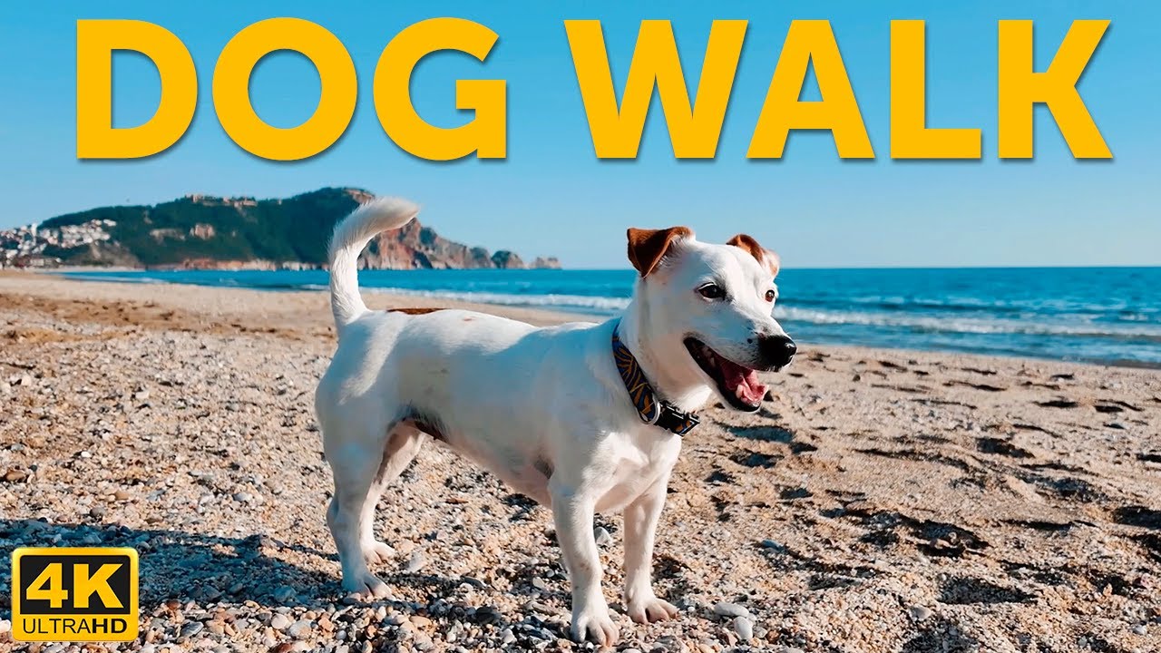LIVE: Adriatic Dog Beach Walk 🐾 | Nature Sounds for Dogs Left Alone | 4K TV Stream #dogtv