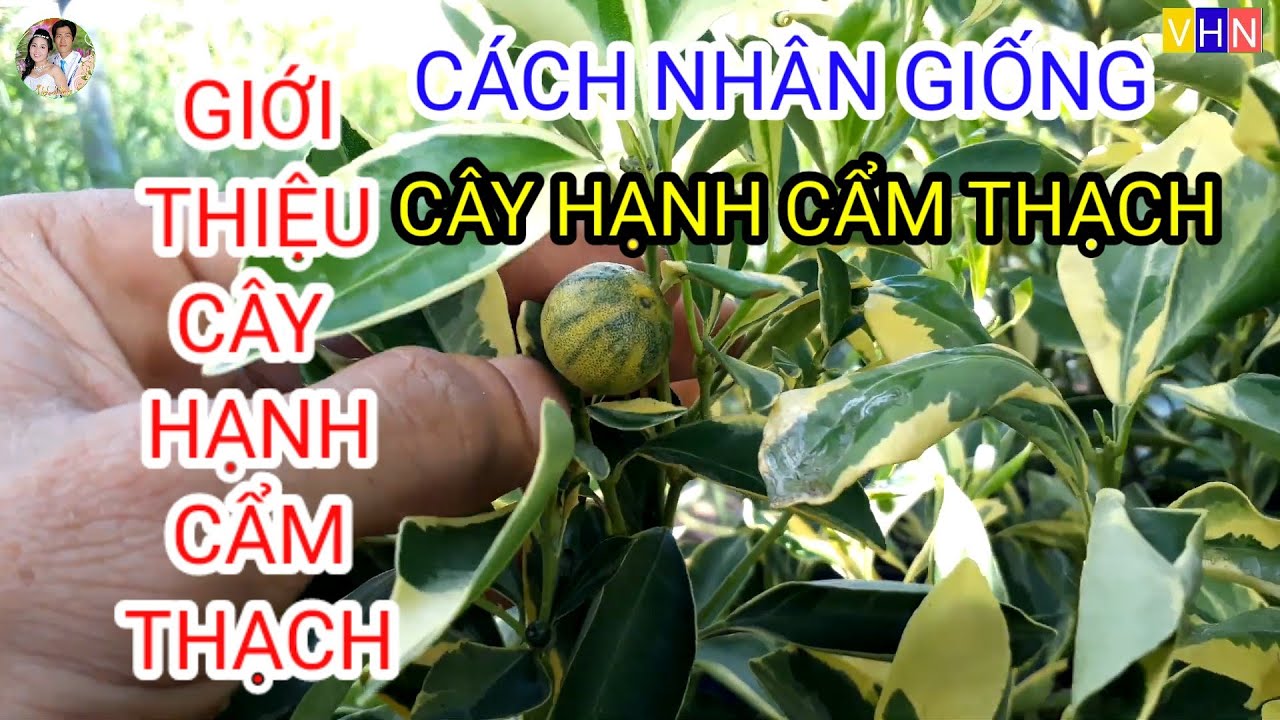 Giới thiệu cây hạnh cẩm thạch và cách nhân giống hạnh cẩm thạch.