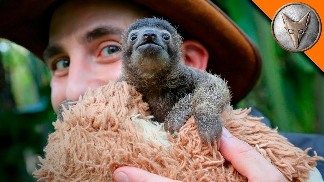 BABY DREI-FINGER-FAULTIER - das liebenswerteste Tier auf der Welt! Brave Wilderness Deutsch