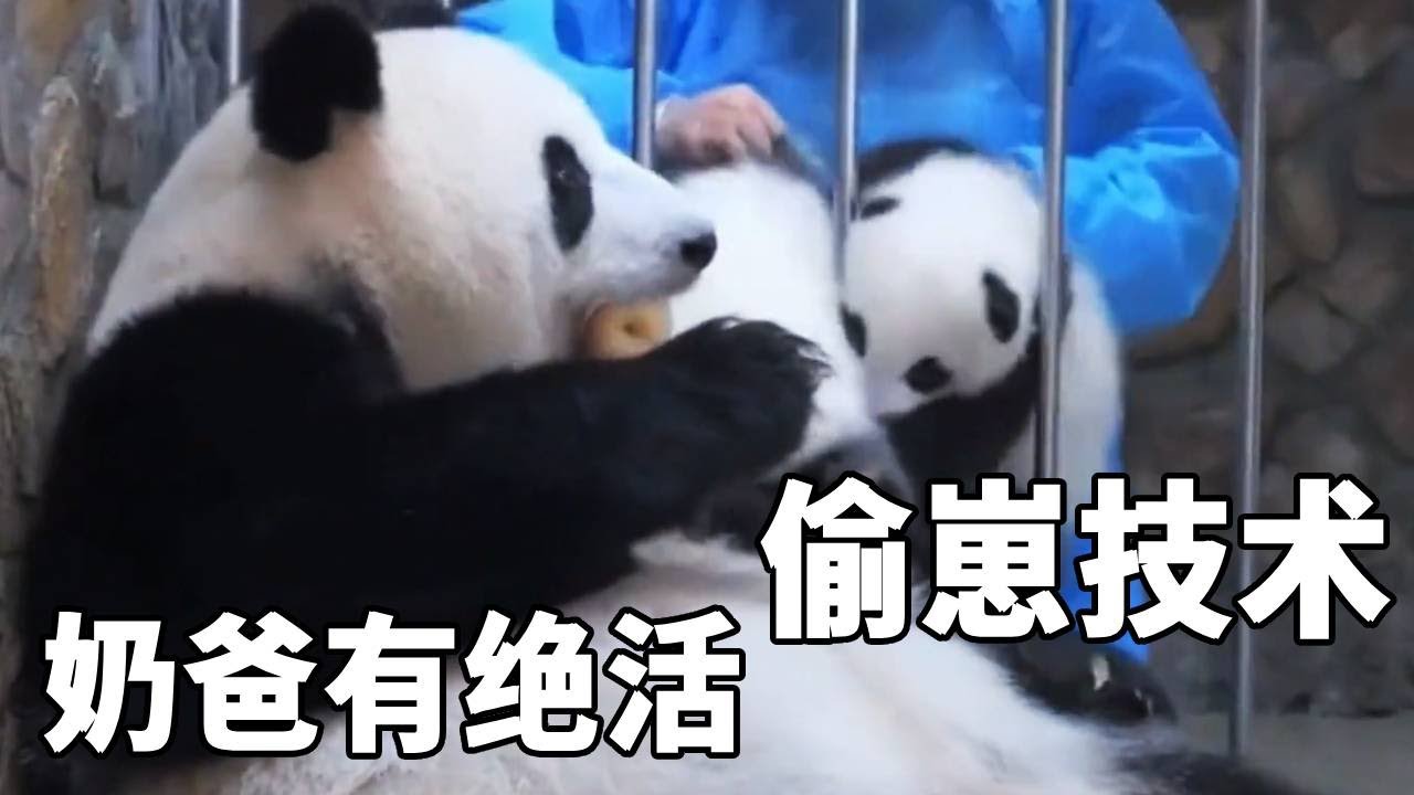 “偷崽”技术哪家强？中心奶爸直接上手，基地一般是公平交易，虫洞的做法最卑微～【你好大熊猫】