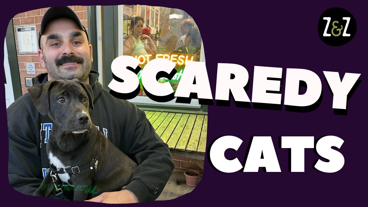 Why are Arabs Afraid of Cats & Dogs?