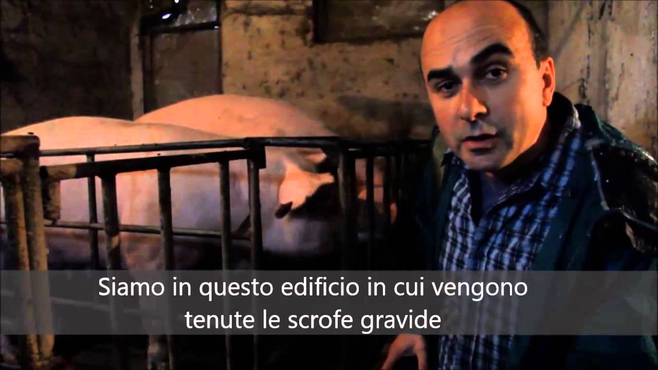 Farmageddon - Allevamento piccolo vuol dire sostenibile?